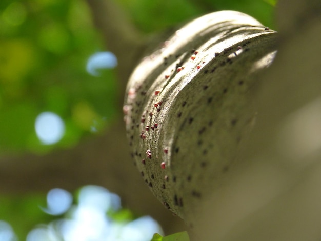 Foto close-up van het blad