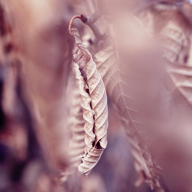 Foto close-up van het blad