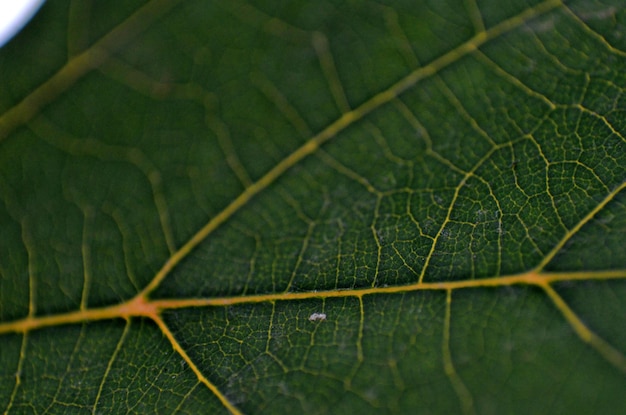 Close-up van het blad