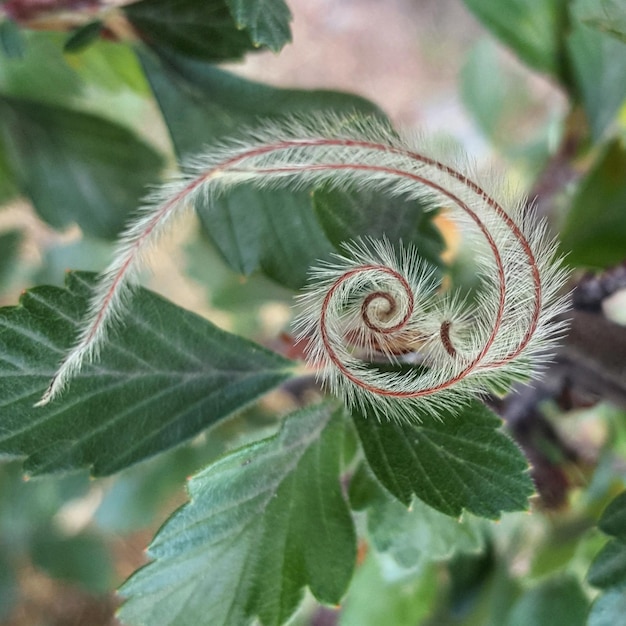 Foto close-up van het blad