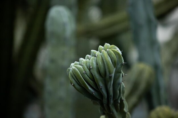 Close-up van het bovenste deel van een cactus