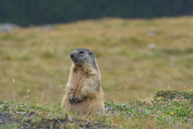 Close-up van het dier op het veld