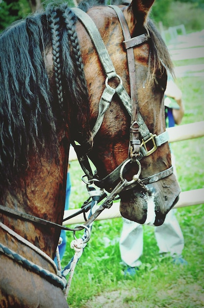 Foto close-up van het dier