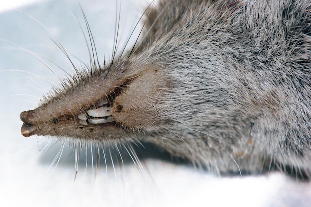 Close-up van het dier