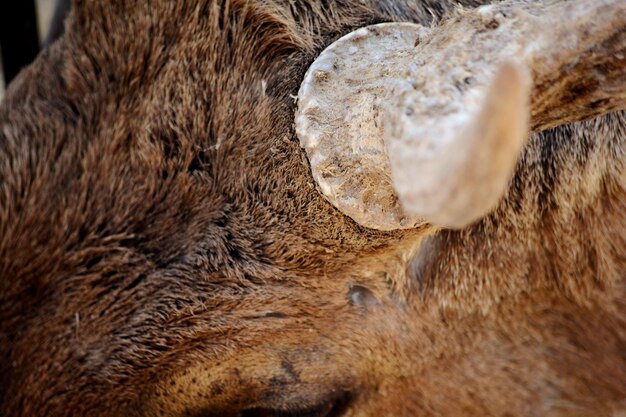 Foto close-up van het dier