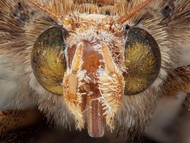 Foto close-up van het dier