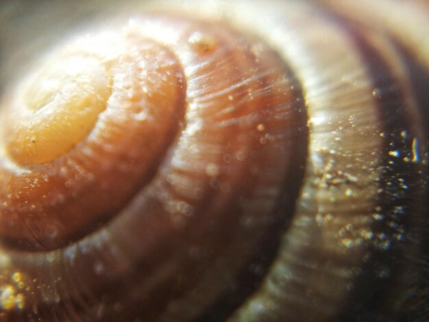 Foto close-up van het drankje