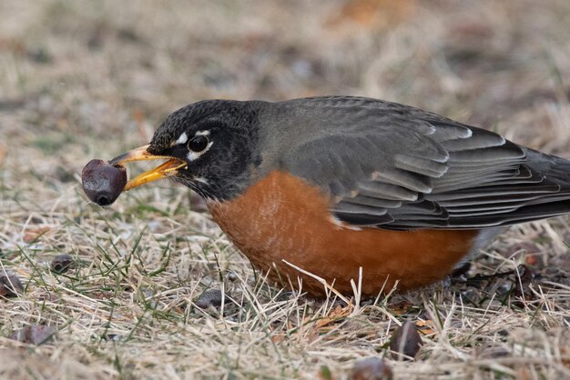 Foto close-up van het eten van vogels