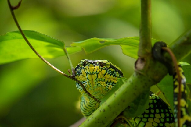 Foto close-up van het gedrag van de tropidolaemus wagleri slang op de tak adder