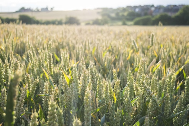 Close-up van het gewas in het veld