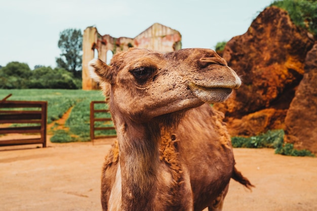 Close-up van het gezicht van een kameel gedurende de dag met wat ruïnes erachter