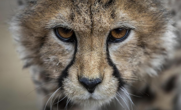 Foto close-up van het gezicht van piroz