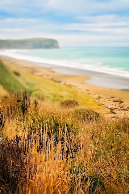 Close-up van het gras boven het strand