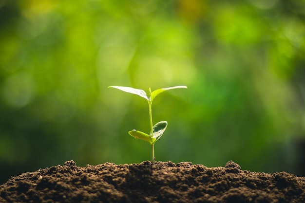 Close-up van het groeien van verse groene planten