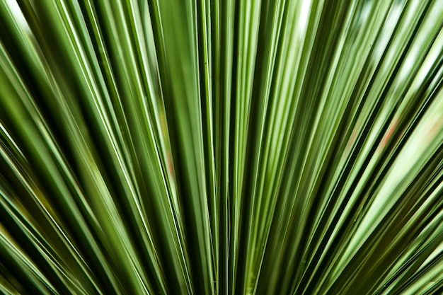 Close-up van het groene palmblad