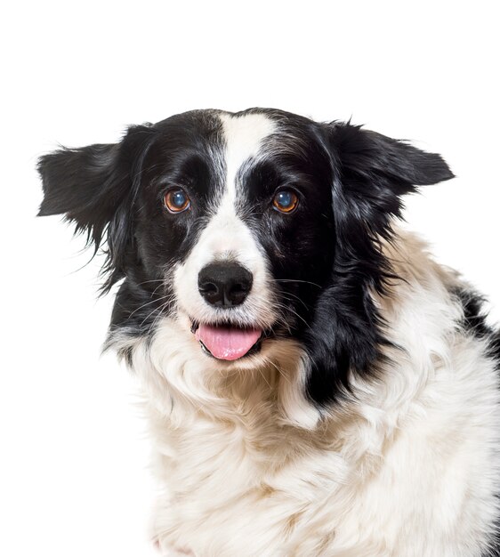 Close-up van het hijgen van Border Collie Dog