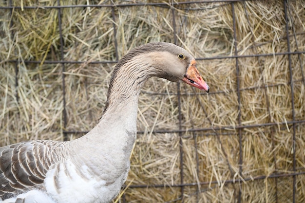 Close-up van het hoofd, het oog en de nek van een gans