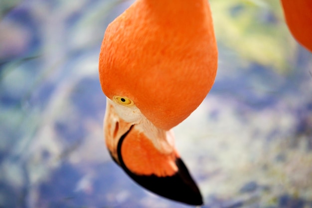 Foto close-up van het hoofd van de flamingo