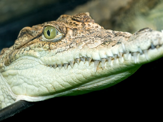 Close-up van het hoofd van de kleine krokodil