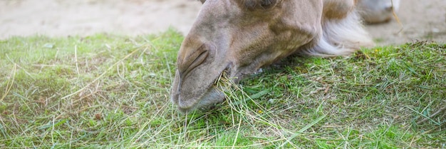 Close-up van het hoofd van een kameel Close-up van de neus en mond Kameel eet gras