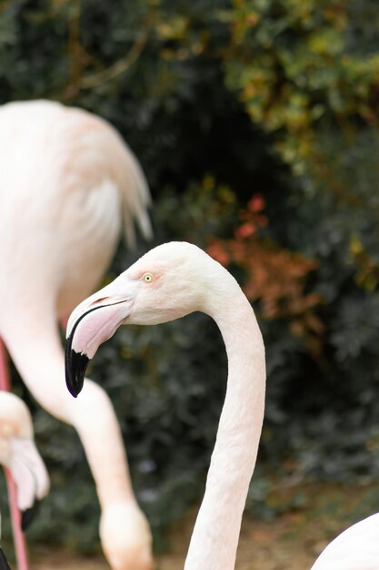 Close-up van het hoofd van een roze flamingo Phoenicopterus roseus