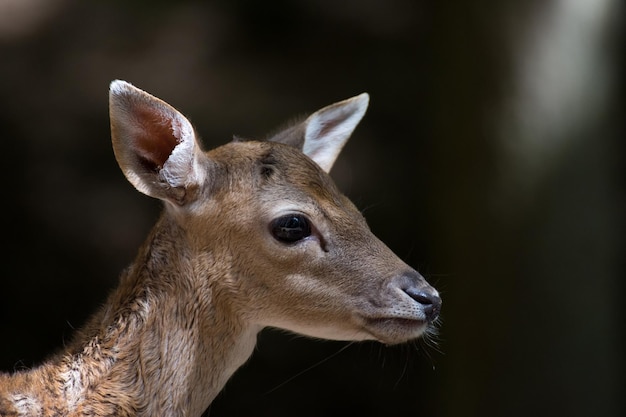 Close-up van het hoofd van een waakzaam hert