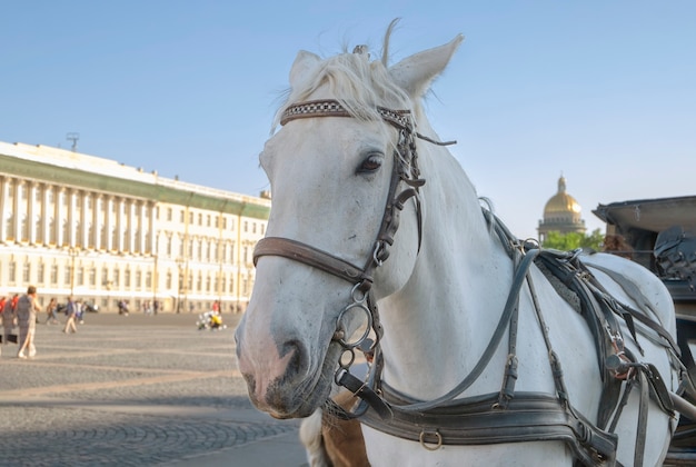 Close-up van het hoofd van een wit paard dat aan een kinderwagen op het stadsplein is aangewend. Selectieve aandacht. Wazige achtergrond.