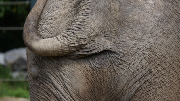 Foto close-up van het hoofd van het dier