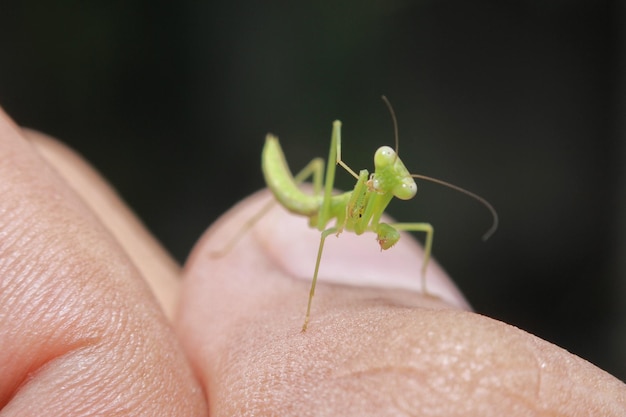 Foto close-up van het insect bij de hand