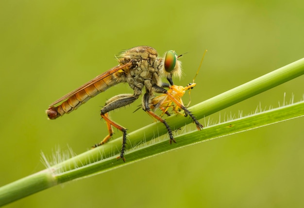 Close-up van het jagen op insecten op de stengel van een plant