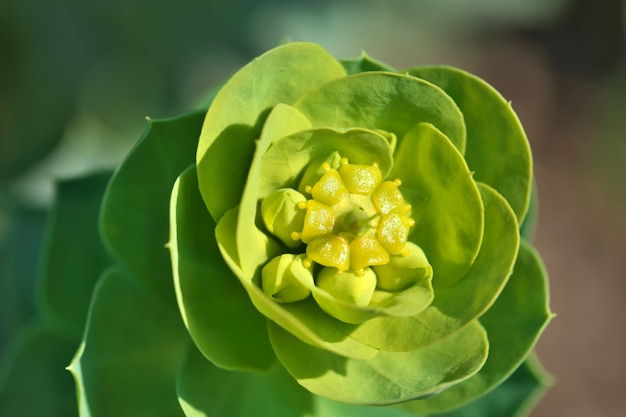 Close-up van het kleine de lentewildflowers bloeien