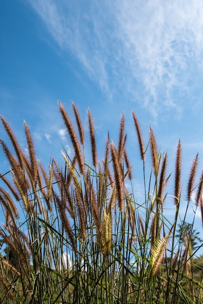 Close-up van het kleine ijzeren onkruid