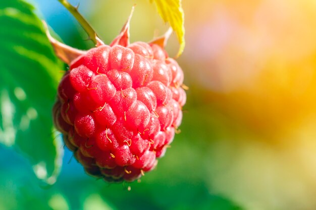 Close-up van het kweken van organische frambozen. rijpe framboos in fruittuin. selectieve aandacht. zacht geel lichteffect