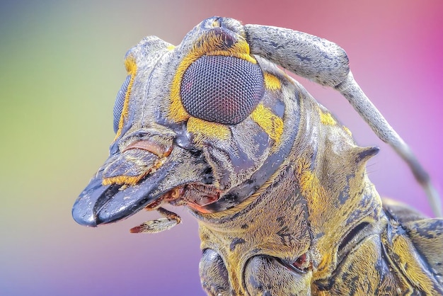 Close-up van het leeuwstandbeeld