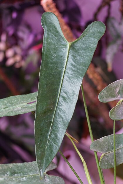 Foto close-up van het lichtgroene blad van anthurium longissimilobum, een zeldzame tropische plant