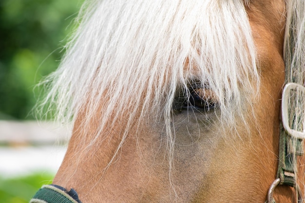 Foto close-up van het menselijk oog