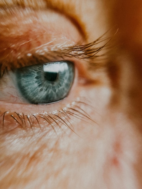 Close-up van het menselijk oog