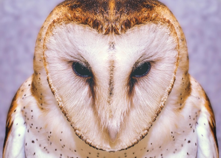 Foto close-up van het menselijk oog