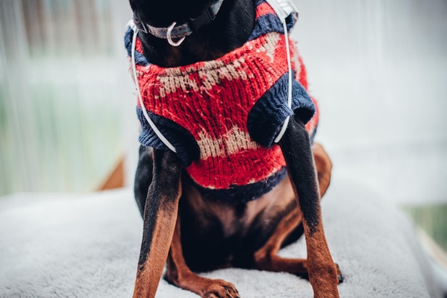 Foto close-up van het midden van de zwarte hond die kleren draagt