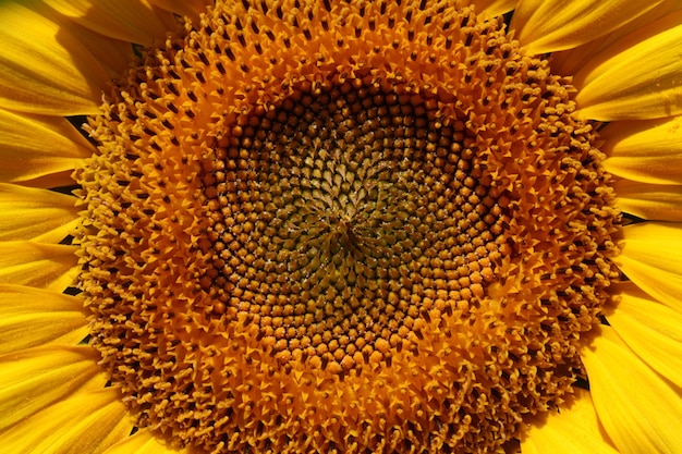 Close-up van het midden van een zonnebloem