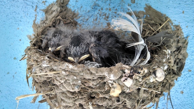 Foto close-up van het nest