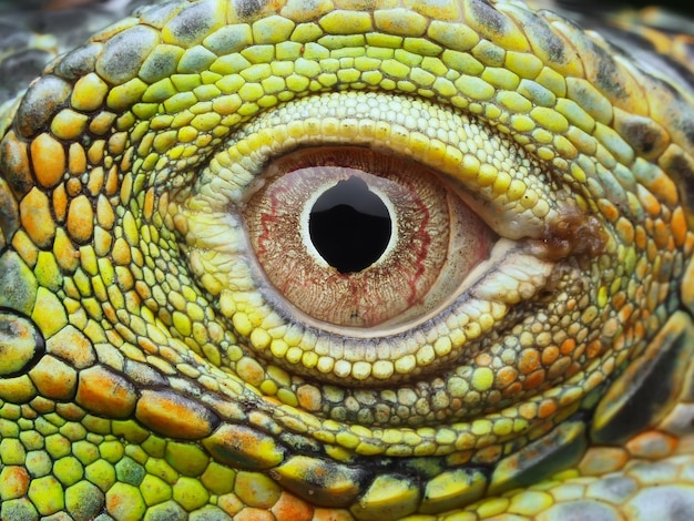 Close-up van het oog van een leguaan