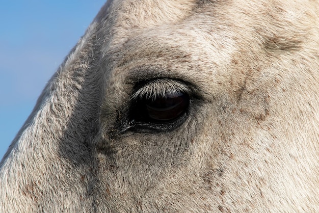 Close-up van het oog van het witte paard