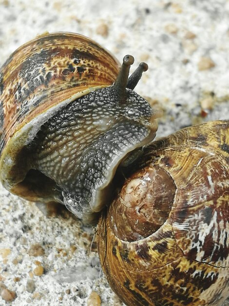 Foto close-up van het paren van slakken