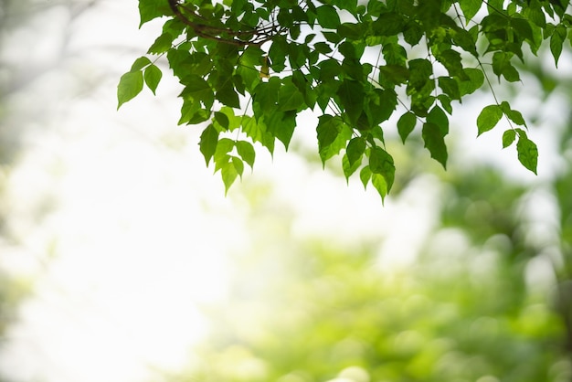 Close-up van het prachtige groene blad van de natuurweergave op een wazige groene achtergrond in de tuin met kopieerruimte als achtergrondbehangpaginaconcept