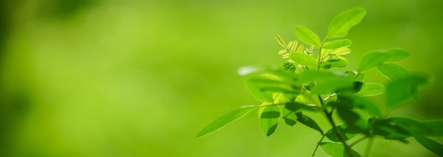 Close-up van het prachtige groene blad van de natuurweergave op een wazige groene achtergrond in de tuin met kopieerruimte die als achtergrond voorbladconcept gebruikt
