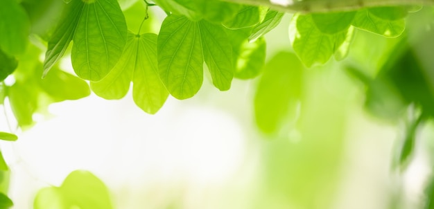 Foto close-up van het prachtige groene blad van de natuurweergave op een wazige groene achtergrond in de tuin met kopieerruimte die als achtergrond voorbladconcept gebruikt