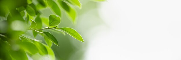 Close-up van het prachtige groene blad van de natuurweergave op een wazige groene achtergrond in de tuin