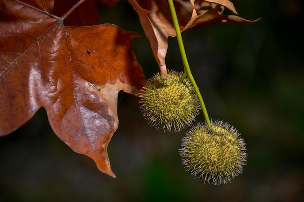 Close-up van het prachtige herfstgebladerte De esdoorn bladeren