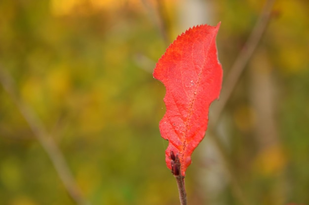 Foto close-up van het rode blad op de plant in de herfst